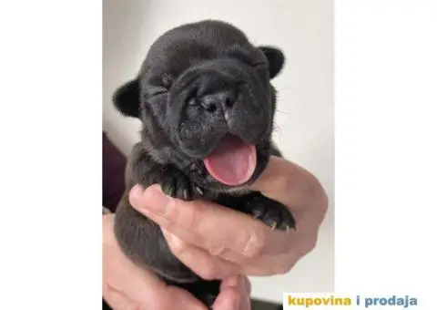 Štenci FRANCUSKOG BULDOGA - 4/6