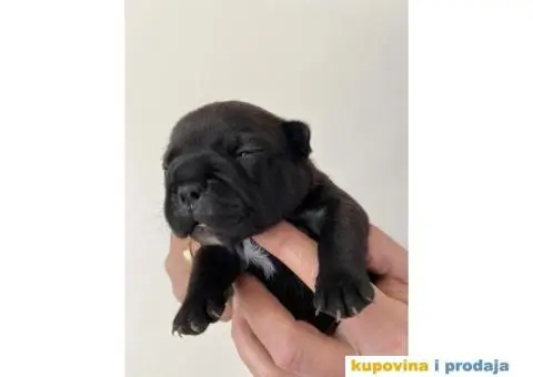 Štenci FRANCUSKOG BULDOGA - 5/6