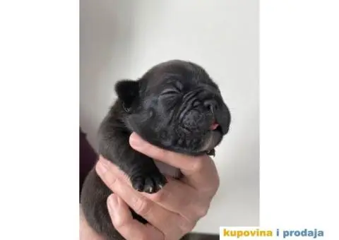 Štenci FRANCUSKOG BULDOGA - 6/6