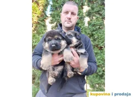 Nemacki Ovcar TOP štenci - 1/14