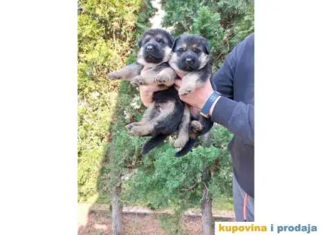 Nemacki Ovcar TOP štenci - 2/14