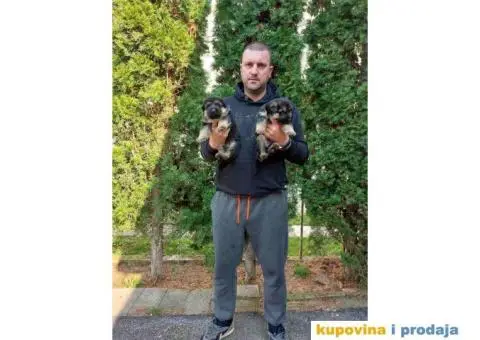 Nemacki Ovcar TOP štenci - 3/14