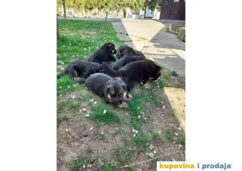 Nemacki Ovcar TOP štenci - 5/14