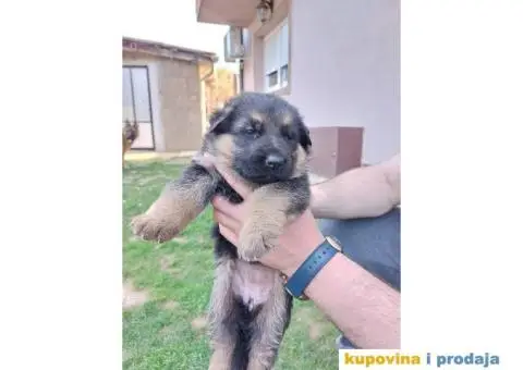 Nemacki Ovcar TOP štenci - 6/14