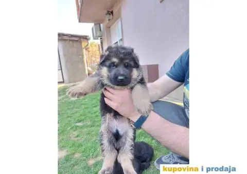 Nemacki Ovcar TOP štenci - 8/14