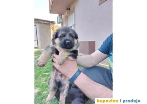 Nemacki Ovcar TOP štenci - 9/14