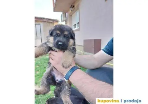 Nemacki Ovcar TOP štenci - 10/14