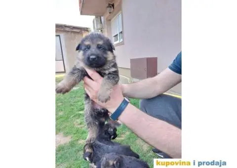 Nemacki Ovcar TOP štenci - 12/14