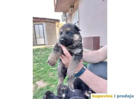 Nemacki Ovcar TOP štenci - 13/14