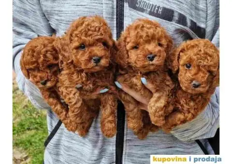 PATULJASTE I TOY PUDLE - 1/4