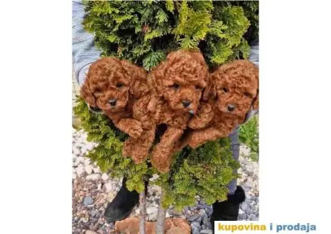 PATULJASTE I TOY PUDLE - 3/4