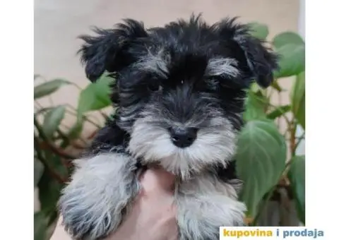 Patuljasti šnaucer štenci - 1/4