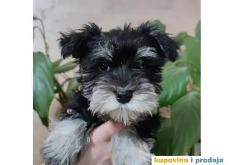 Patuljasti šnaucer štenci - 2/4