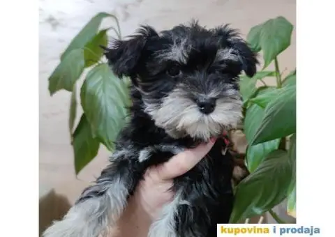 Patuljasti šnaucer štenci - 3/4