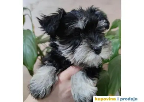 Patuljasti šnaucer štenci - 4/4