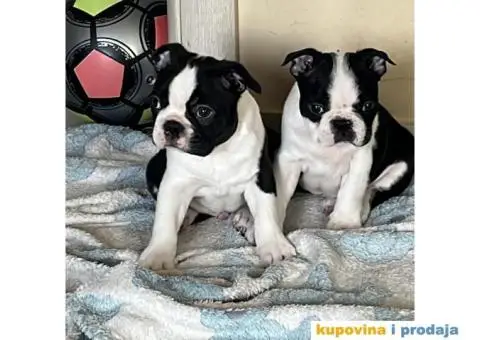 Boston Terijer - 1/10