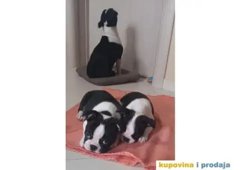 Boston Terijer - 2/10