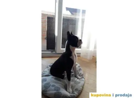 Boston Terijer - 3/10