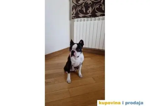 Boston Terijer - 4/10