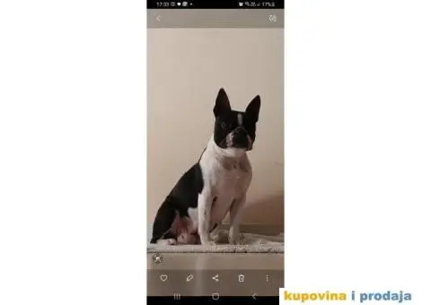 Boston Terijer - 5/10