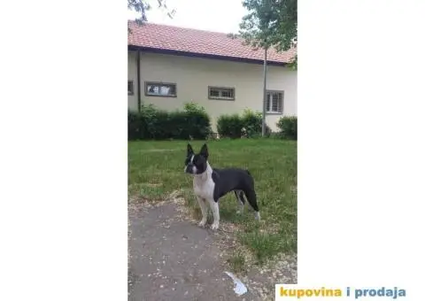 Boston Terijer - 6/10