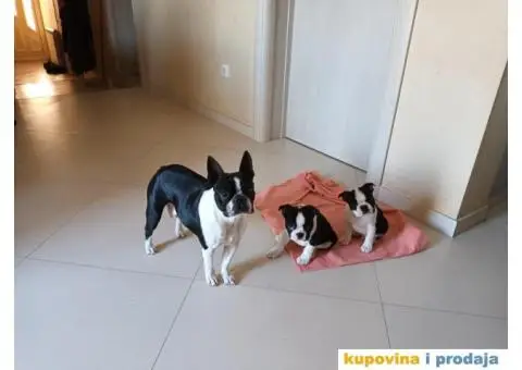 Boston Terijer - 7/10