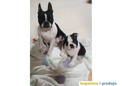 Boston Terijer - 9/10