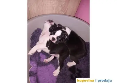 Boston Terijer - 10/10