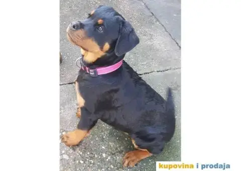 Rotvajler štenci - 1/7