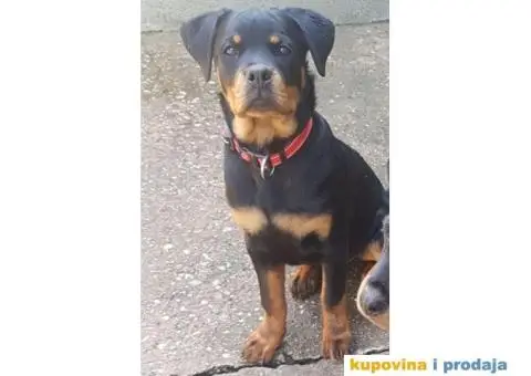 Rotvajler štenci - 2/7