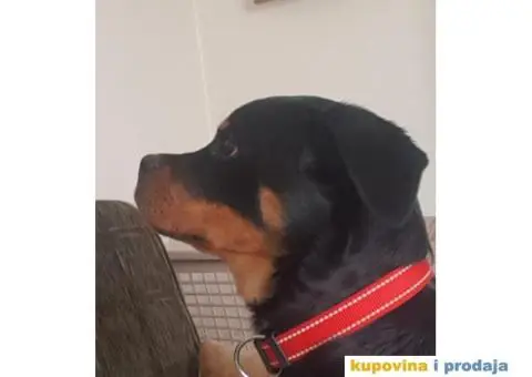 Rotvajler štenci - 3/7