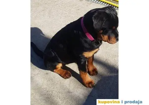 Rotvajler štenci - 4/7