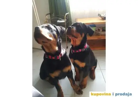 Rotvajler štenci - 5/7