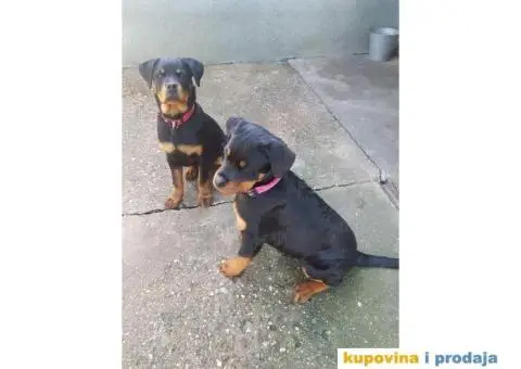 Rotvajler štenci - 6/7