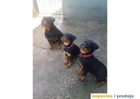 Rotvajler štenci - 7/7