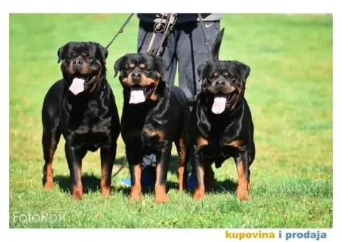 Obuka pasa svih rasa. Skola pasa Callibra sa 30 godina iskustva u radu i obuc - 2/5