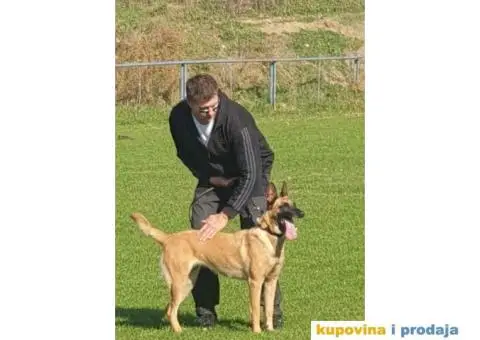 Obuka pasa svih rasa. Skola pasa Callibra sa 30 godina iskustva u radu i obuc - 3/5