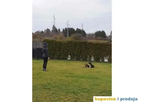 Obuka pasa svih rasa. Skola pasa Callibra sa 30 godina iskustva u radu i obuc - 4/5