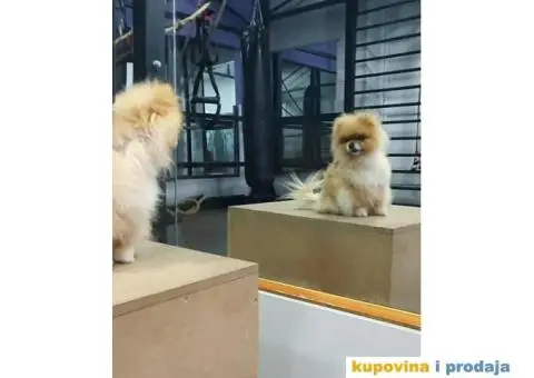 Pomeranac parenje - 1/3