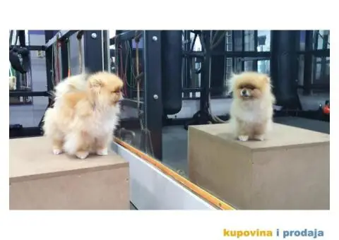 Pomeranac parenje - 2/3