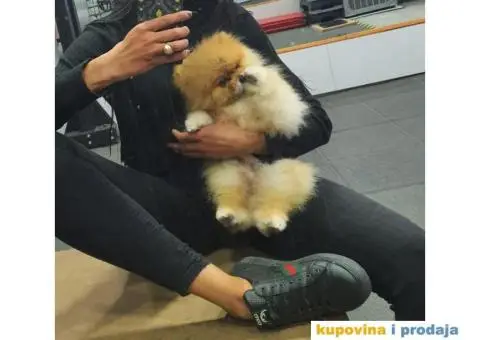 Pomeranac parenje - 3/3