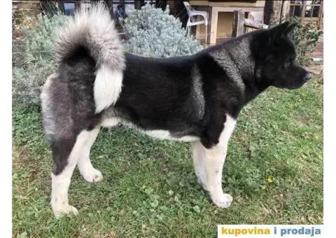 Američka Akita mužjak za parenje - 1/6