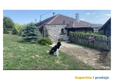 Američka Akita mužjak za parenje - 2/6