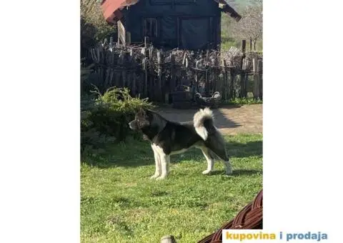 Američka Akita mužjak za parenje - 3/6