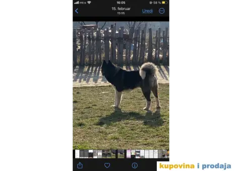 Američka Akita mužjak za parenje - 4/6