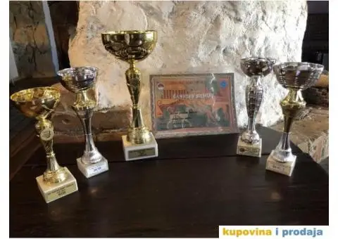 Američka Akita mužjak za parenje - 5/6