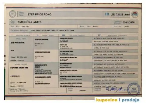 Američka Akita mužjak za parenje - 6/6