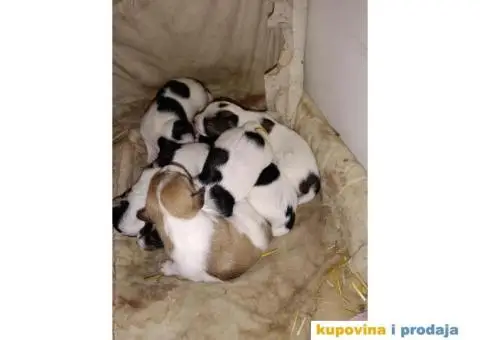 Čistokrvni štenci Jack Russell