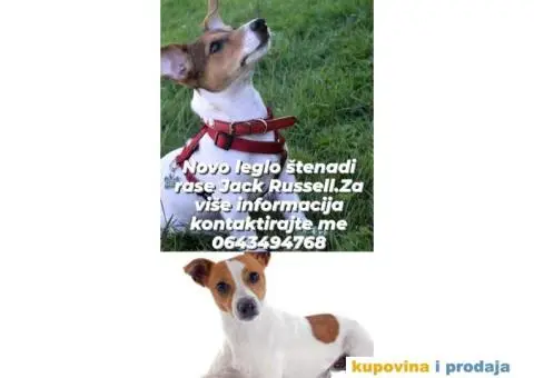 Čistokrvni štenci Jack Russell - 2/2
