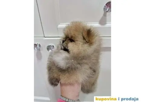 Stenci pomeranca, medvedici spremni za preuzimanje - 1/5